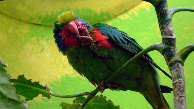 Picture Of Parrot Bird