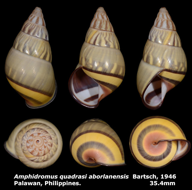 Amphidromus quadrasi aborlanensis 35.4mm