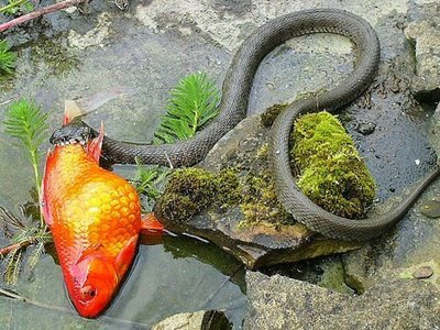 Super-sized Goldfish