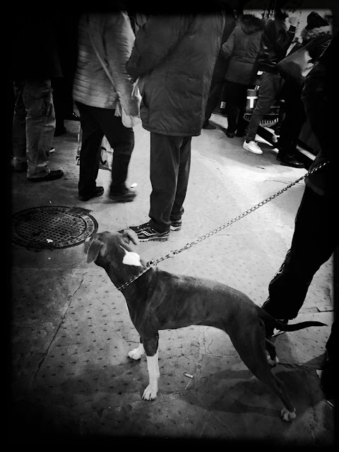 Dogs of Florence, dogs, Florence, Italy, canines, travel