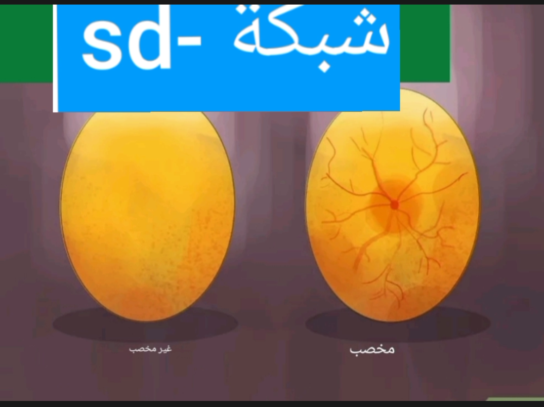 كيفية تخزين وتعقيم البيض المخصب