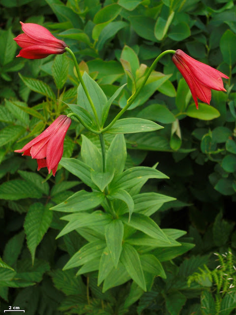 Лилия Грея (Lilium grayi)