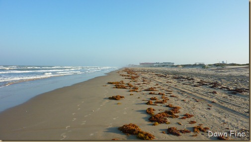 padre island_071