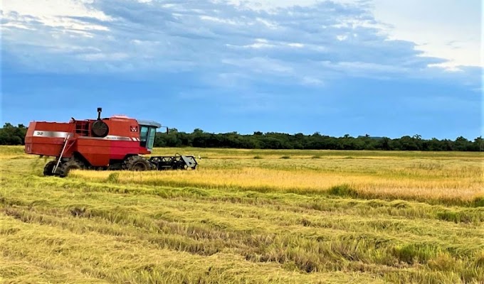 Arroz avança para 72% da área colhida em Dom Pedrito 