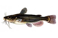 pesce gatto (ameiurus melas)