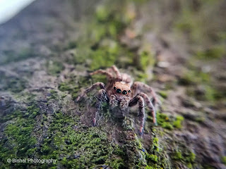 Spider Macro Photography