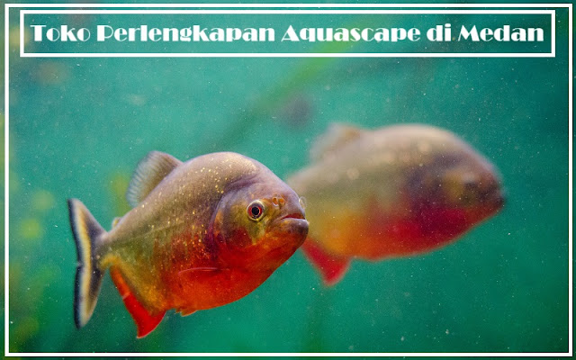 Toko Perlengkapan Aquascape di Medan