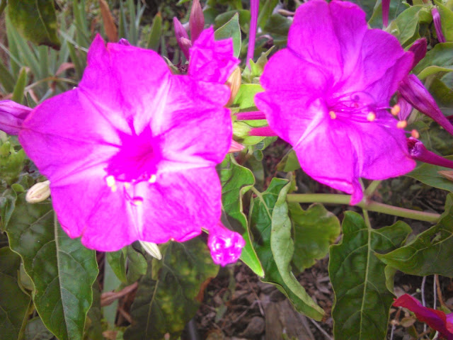 mirabilis jalapa