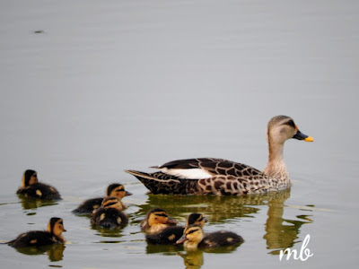Spot-billed duck with chicks