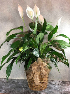 47 Most Beautiful Unique Indoor Plants Ideas 2022 -  You Never Knew About