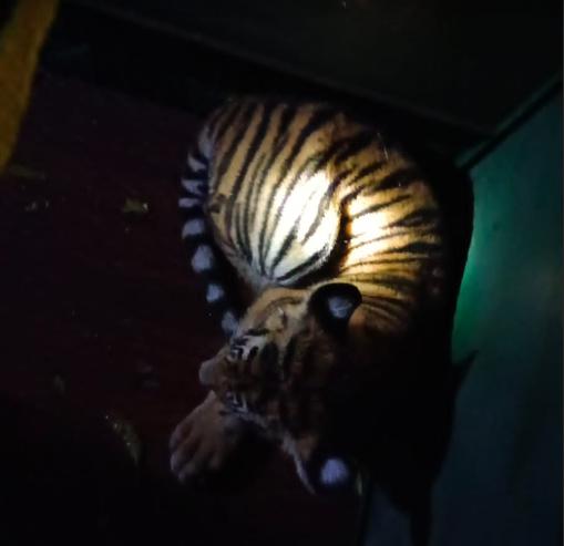 Tiger in a cage after Rescue