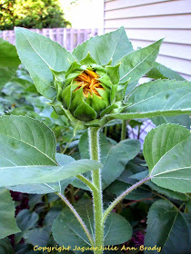 First Autumn Beauty Sunflower as a Bud