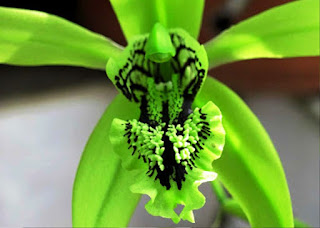 Gambar Bunga Anggrek Hitam (Black Orchid Flowers) 4000