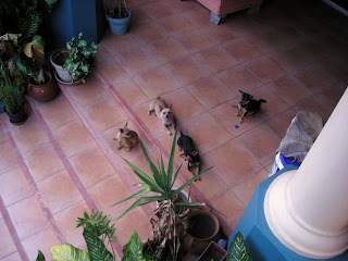 Honduran chihuahuas