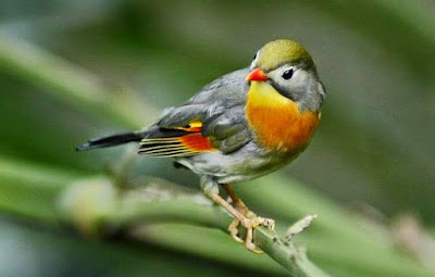 Pictures Of Robin Birds6