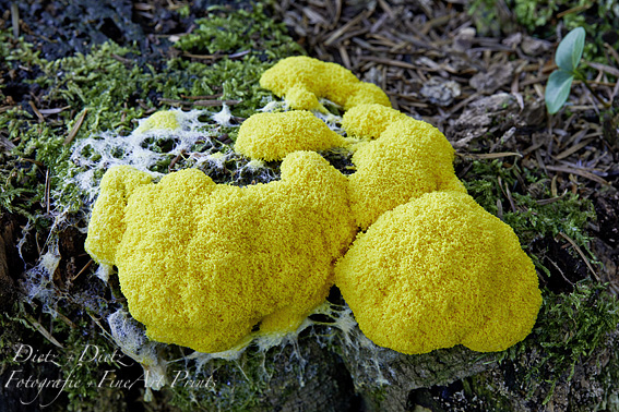 Gelbe Lohblüte / Hexenbutter (Fuligo septica)