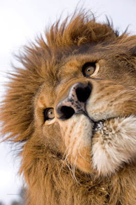 Stunning Close Up Photography Of Wild Animals