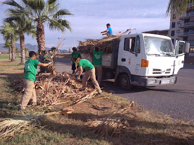 Alumnos de T'Avalem Moncofa recogiendo los restos de poda de las palmeras.