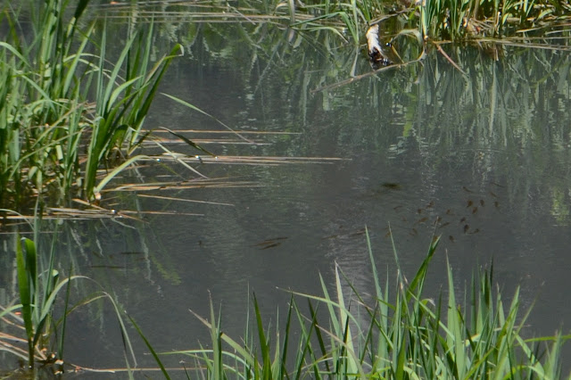 little black fish in grey water