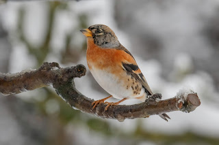 Brambling DFBridgeman