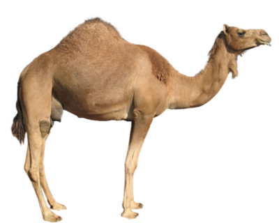 Unta Camel png (Transparent Background)