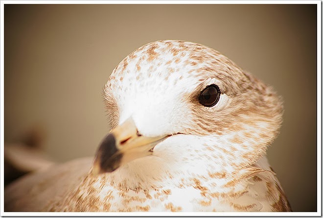 bird-free-pictures-1 (5)