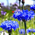 Cornflowers pictures.