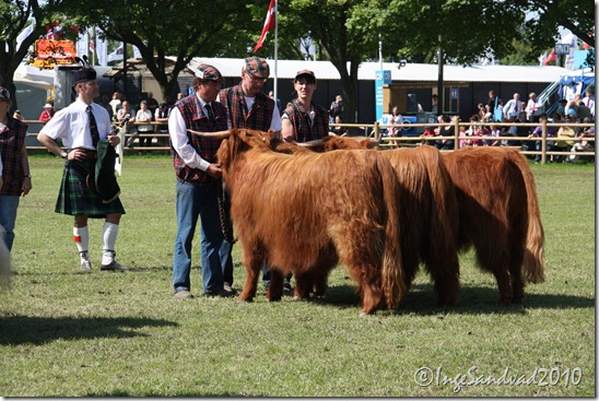 Dyrskue 2010 039