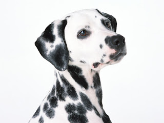 Dalmatian name origin