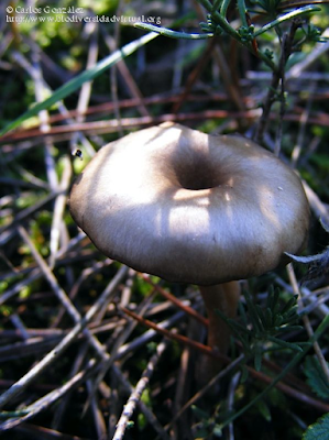 http://www.biodiversidadvirtual.org/hongos/Clitocybe-cf.-lituus-%28Fr.%29-Metrod-1946-img63912.html