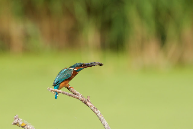 RSPB Rye Meads - Common Kingfisher छोटा किलकिला, राम चिरैया, शरीफन, निता मछराला  (Alcedo atthis)