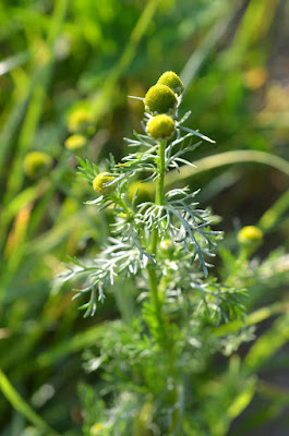 Strahlenlose Kamille strahlt im Sonnenlicht.