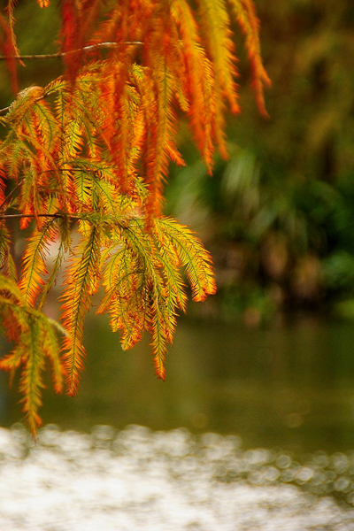 桃園大溪月眉人工濕地生態公園落羽松整排佇立在水池旁拍美麗倒影