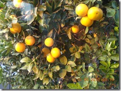 DSCN3819