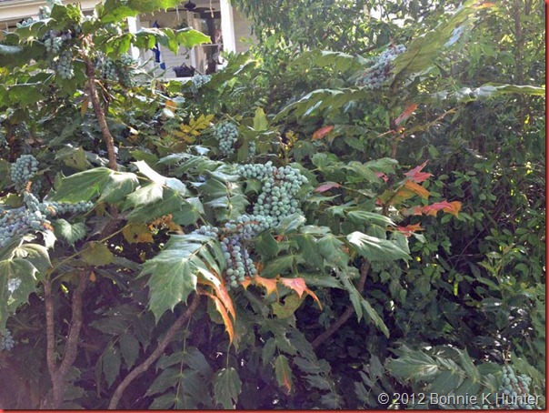belmontnc2012 037