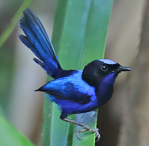 Burung Cikrakperi Kaisar atau Emperor Fairywren yang juga dikenal dengan Imperial wren (Malurus cyanocephalus) ini merupakan spesies burung pengicau dari keluarga Maluridae dalam genus Malurus