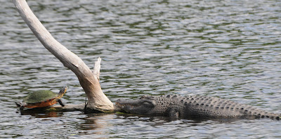 Florida Red-bellied Turtle and American Alligator