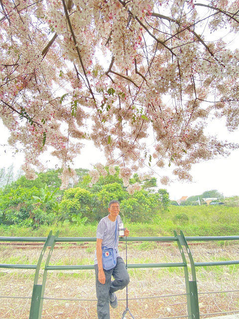 二水花旗木