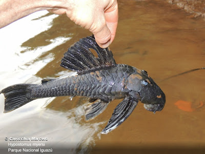 Cascudo (Hypostomus myersi)