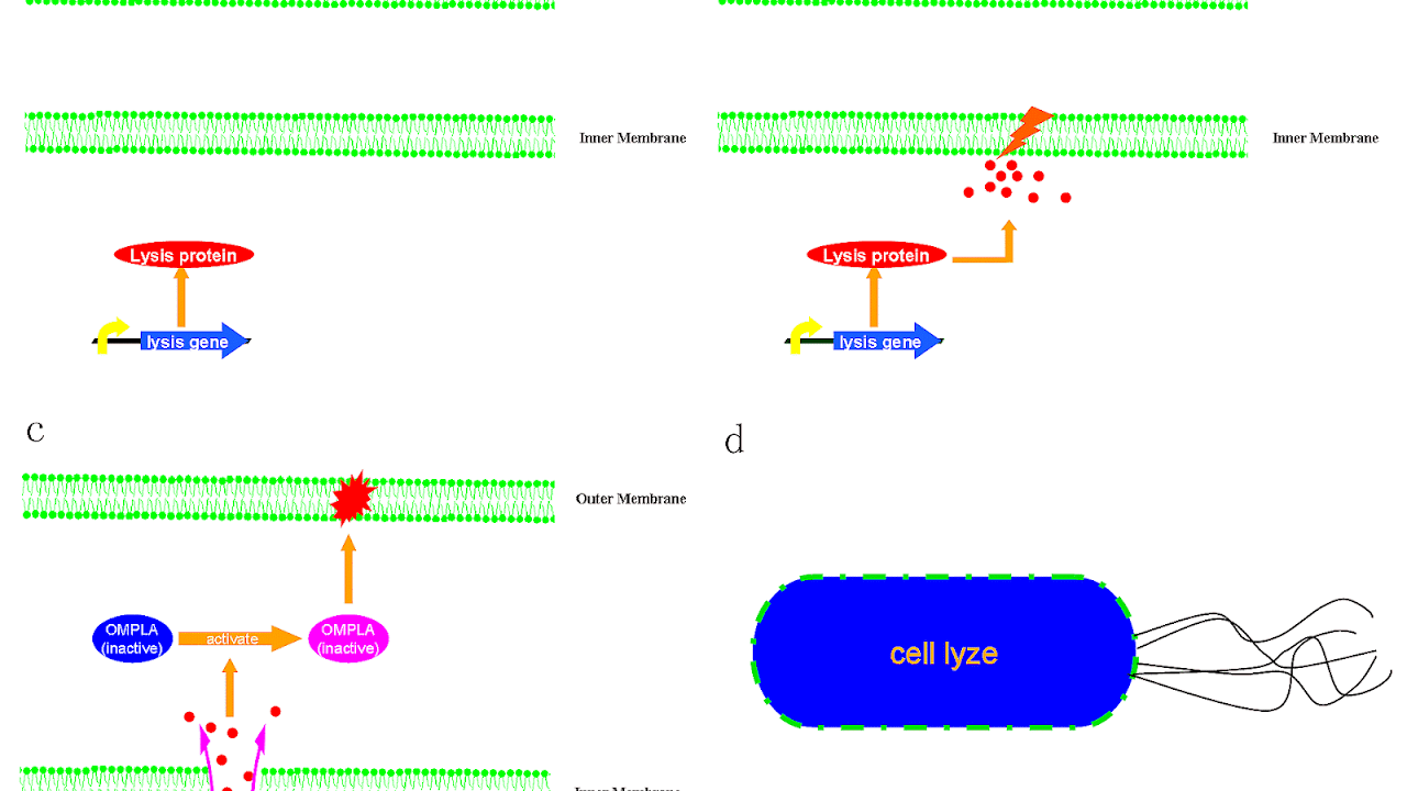 Lysis - Protein Lysis