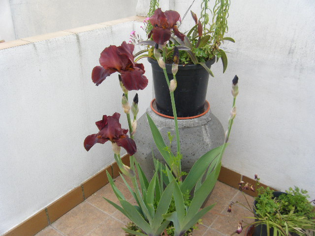 2009_04250001.JPG