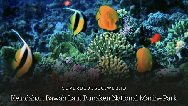 Keindahan Bawah Laut Bunaken National Marine Park