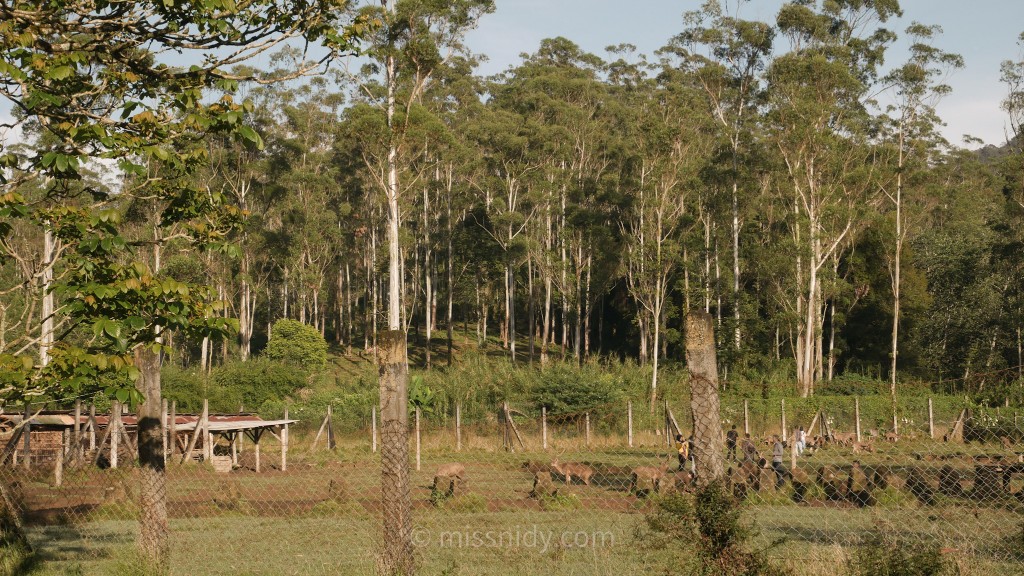 lokasi penangkaran rusa di bandung