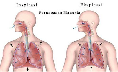 Pengertian sistem pernapasan insan ialah suatu proses prosedur menghirup oksigen dari  Pengertian, Istilah,   Inspirasi dan Ekspirasi Sistem Pernapasan Manusia