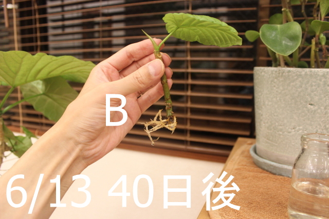 ウンベラータの挿し木成長 ウンベラータブログ ウンベラータの挿し木成長 ウンベラータブログ