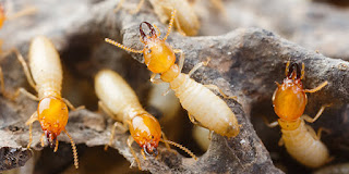 Termite definition and meaning