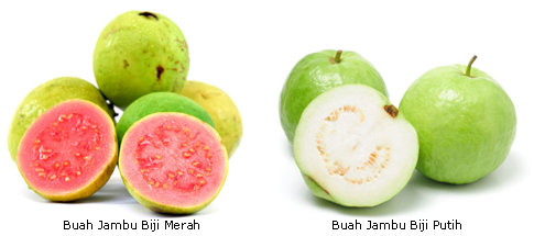 Khasiat Jambu Biji | Kebunpedia