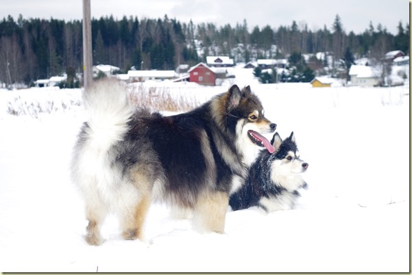 180308 Tica og Balto 2