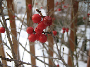 Winterberry Holly