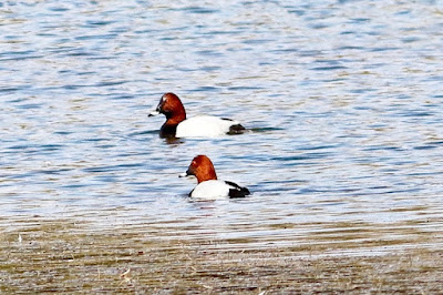 "Majestic Common Pochard (Aythya ferina) photographed in its natural habitat, showcasing bright plumage in a tranquil Pond backdrop."